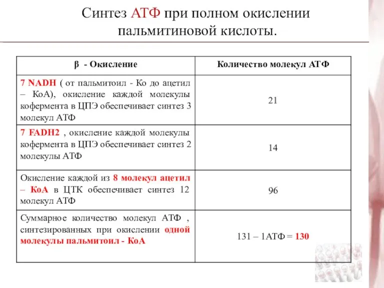 Синтез АТФ при полном окислении пальмитиновой кислоты.