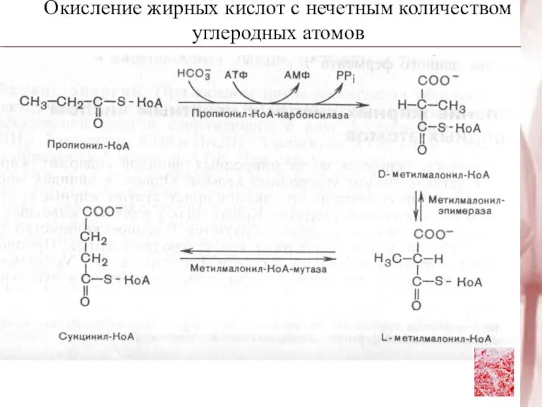 Окисление жирных кислот с нечетным количеством углеродных атомов