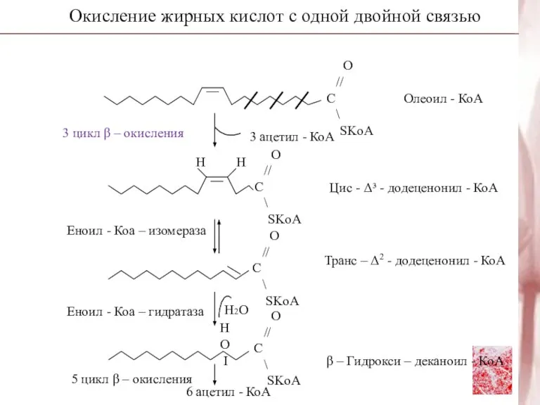 Окисление жирных кислот с одной двойной связью Н2О 3 цикл β –