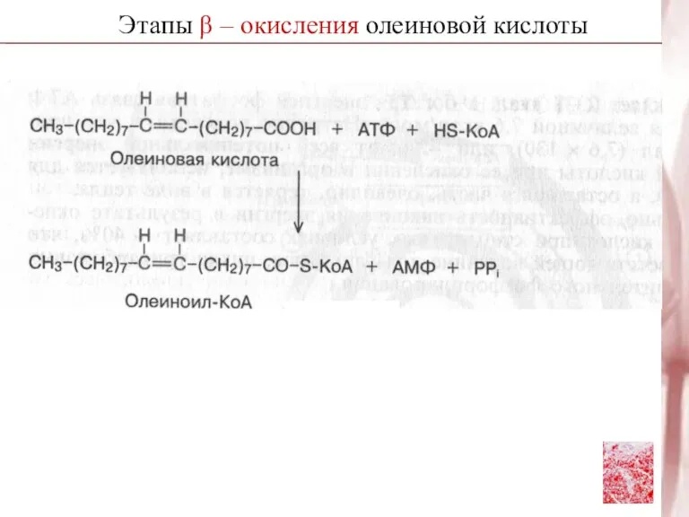 Этапы β – окисления олеиновой кислоты