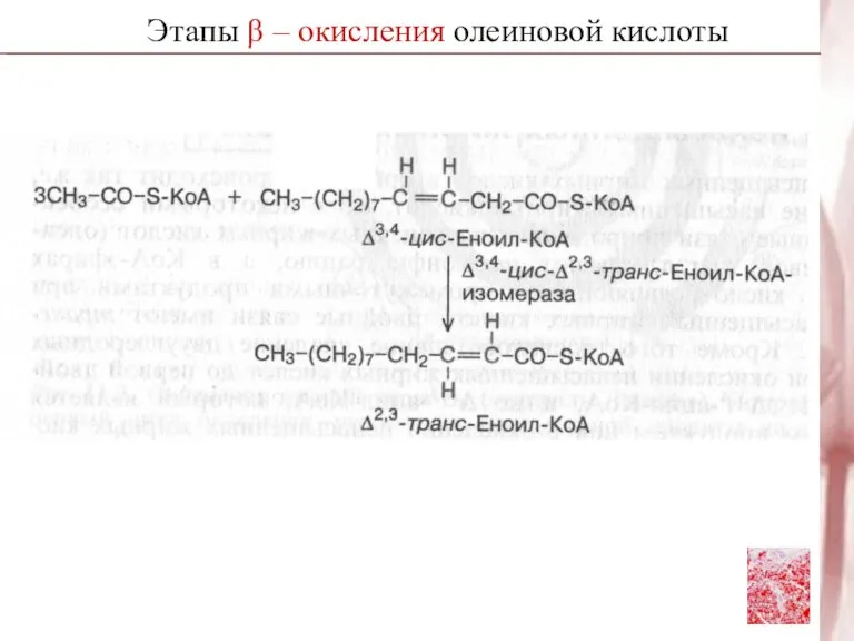 Этапы β – окисления олеиновой кислоты