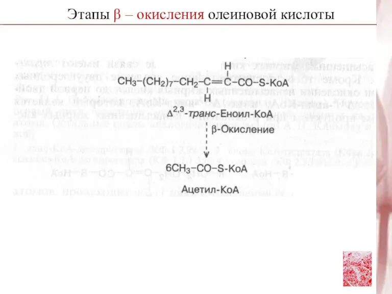 Этапы β – окисления олеиновой кислоты