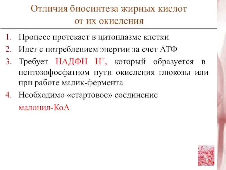 Отличия биосинтеза жирных кислот от их окисления Процесс протекает в цитоплазме клетки