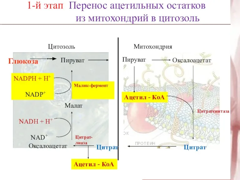 NADH + H+ NAD+ 1-й этап Перенос ацетильных остатков из митохондрий в