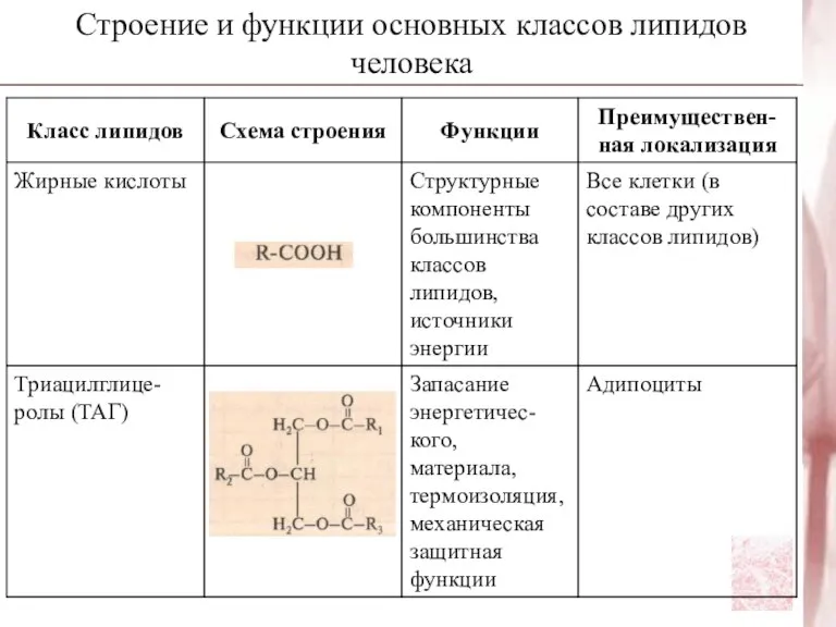 Строение и функции основных классов липидов человека