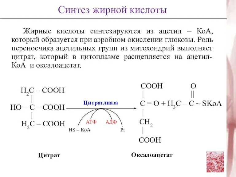 Жирные кислоты синтезируются из ацетил – КоА, который образуется при аэробном окислении