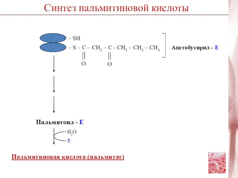 Пальмитиновая кислота (пальмитат) Пальмитоил - Е Н2О Е Синтез пальмитиновой кислоты