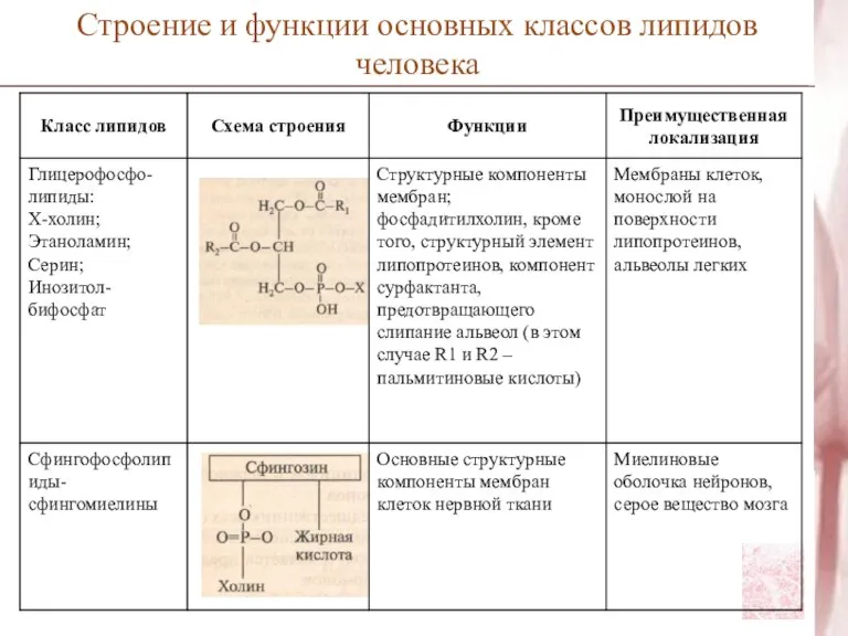 Строение и функции основных классов липидов человека