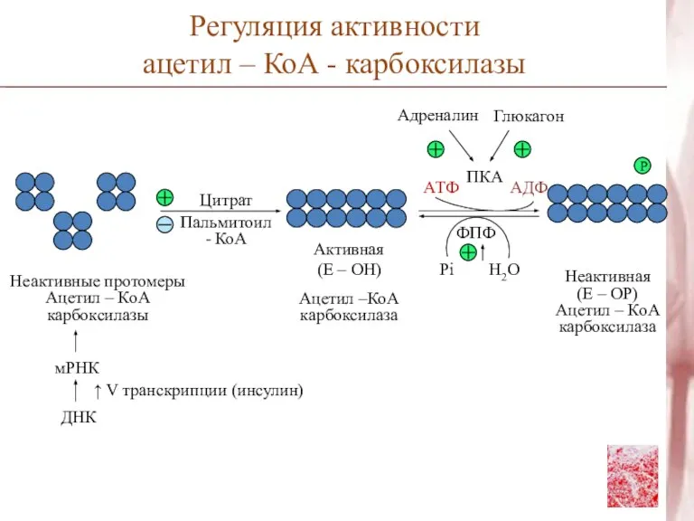 Цитрат Пальмитоил - КоА Неактивные протомеры Ацетил – КоА карбоксилазы мРНК ДНК