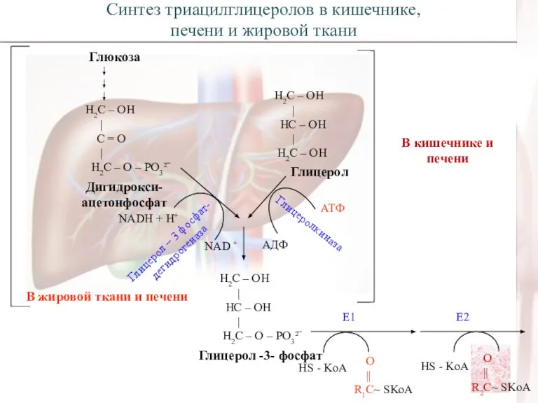 Глюкоза Н2С – ОН | С = О | Н2С – О