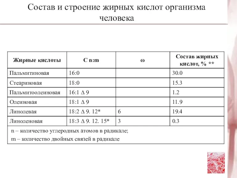 Состав и строение жирных кислот организма человека