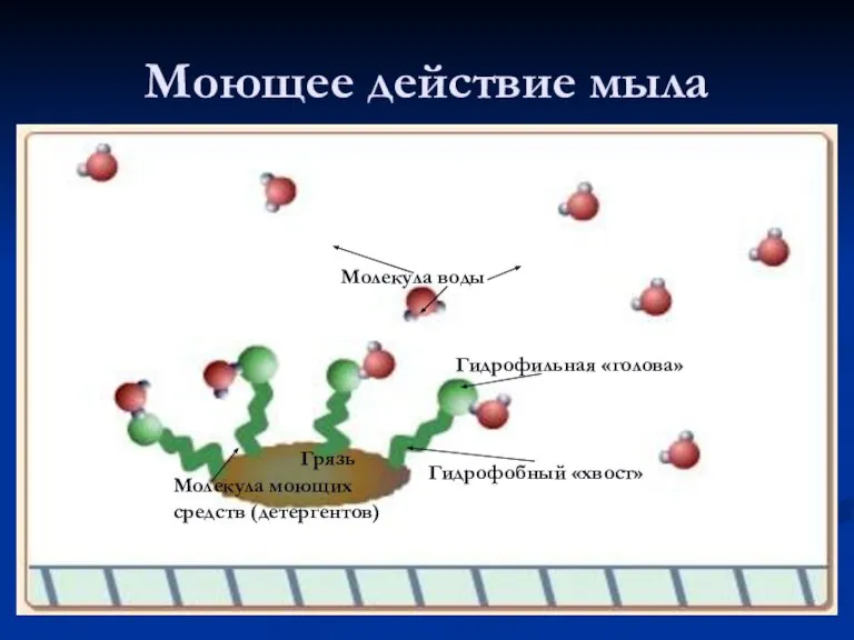 Моющее действие мыла Грязь Молекула воды Гидрофобный «хвост» Гидрофильная «голова» Молекула моющих средств (детергентов)