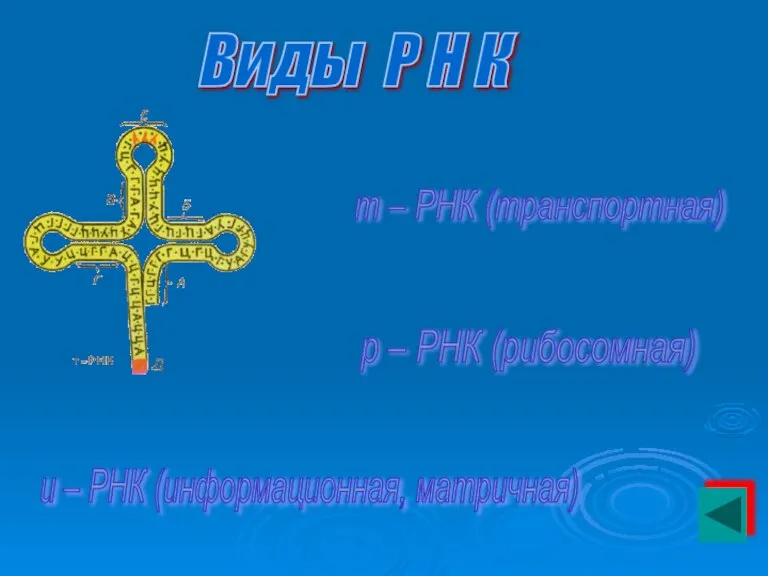 р – РНК (рибосомная) Виды Р Н К т – РНК (транспортная)