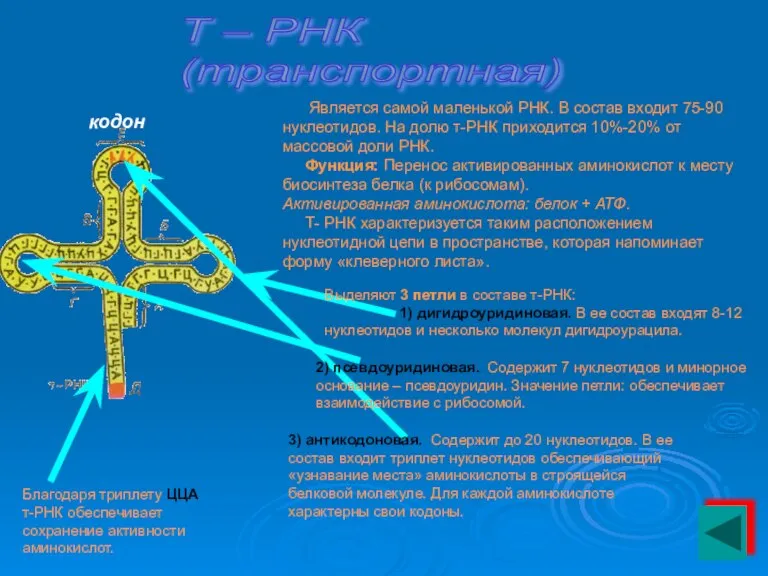 Т – РНК (транспортная) Является самой маленькой РНК. В состав входит 75-90