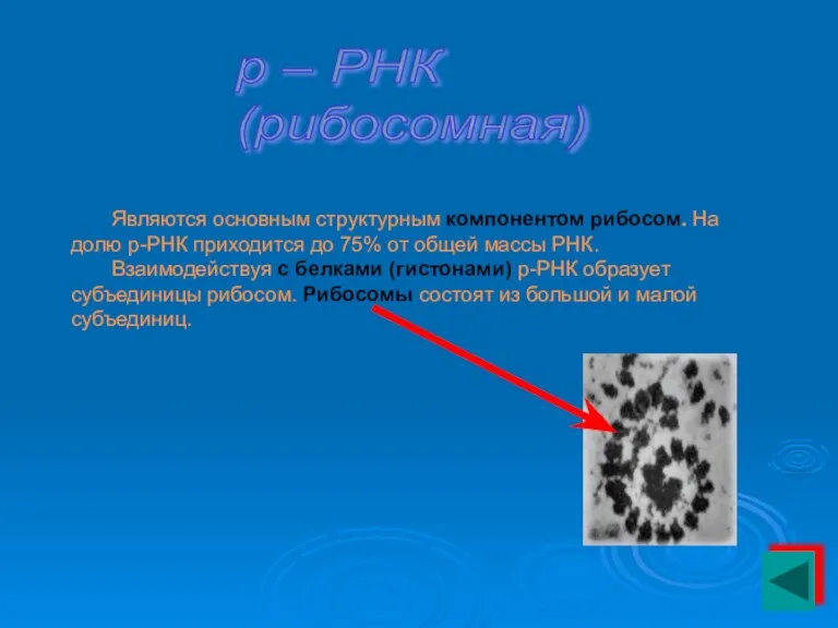 р – РНК (рибосомная) Являются основным структурным компонентом рибосом. На долю р-РНК