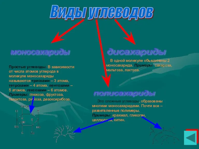 Виды углеводов моносахариды дисахариды полисахариды Простые углеводы. В зависимости от числа атомов