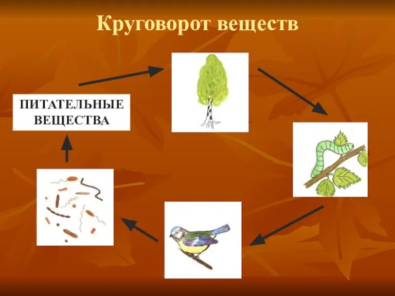 Круговорот веществ ПИТАТЕЛЬНЫЕ ВЕЩЕСТВА