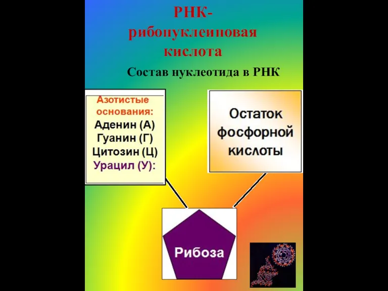 РНК- рибонуклеиновая кислота Состав нуклеотида в РНК