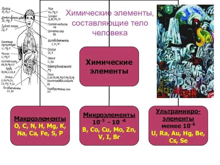 Химические элементы, составляющие тело человека