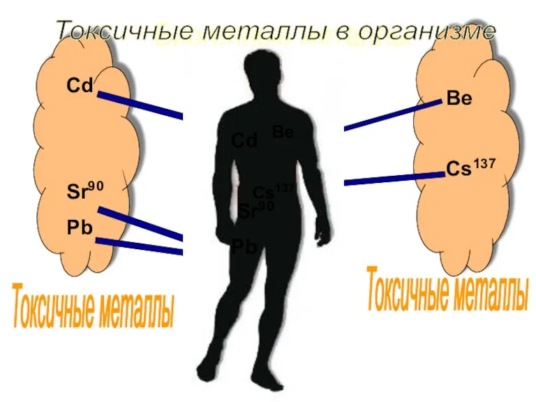 Биогенные металлы Mg Zn K Ca Cd Sr90 Pb Be Cs137 Токсичные