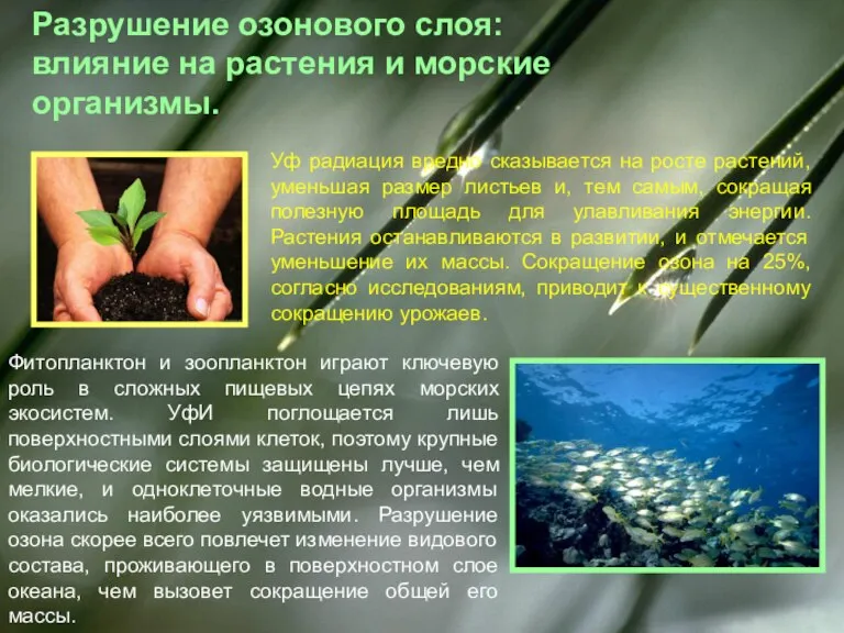 Разрушение озонового слоя: влияние на растения и морские организмы. Уф радиация вредно