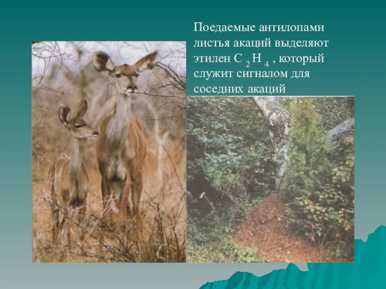 Поедаемые антилопами листья акаций выделяют этилен С 2 Н 4 , который