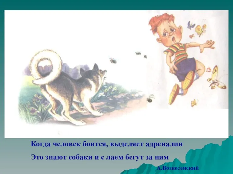 Когда человек боится, выделяет адреналин Это знают собаки и с лаем бегут за ним А.Вознесенский