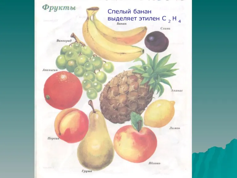 Спелый банан выделяет этилен С 2 Н 4