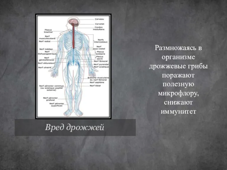 Вред дрожжей Размножаясь в организме дрожжевые грибы поражают полезную микрофлору, снижают иммунитет