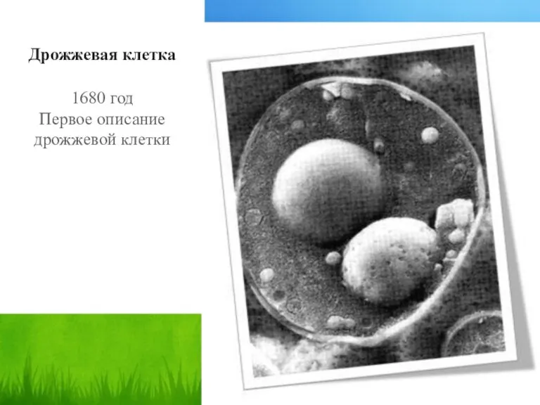 Дрожжевая клетка 1680 год Первое описание дрожжевой клетки