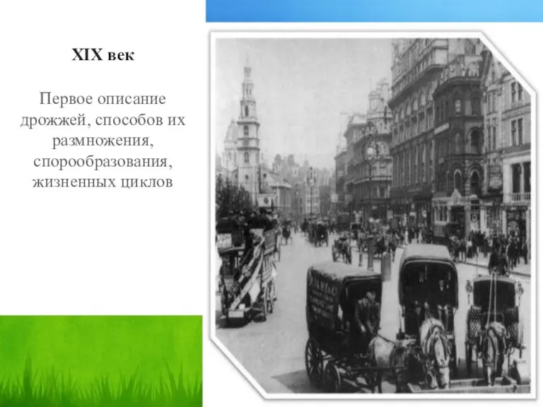 XIX век Первое описание дрожжей, способов их размножения, спорообразования, жизненных циклов