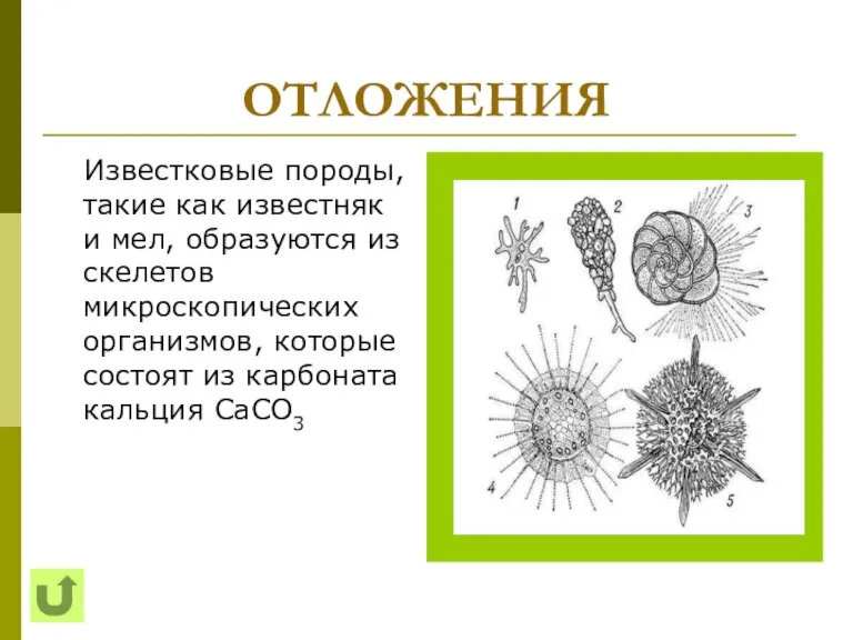 ОТЛОЖЕНИЯ Известковые породы, такие как известняк и мел, образуются из скелетов микроскопических