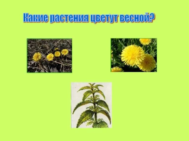 Какие растения цветут весной?