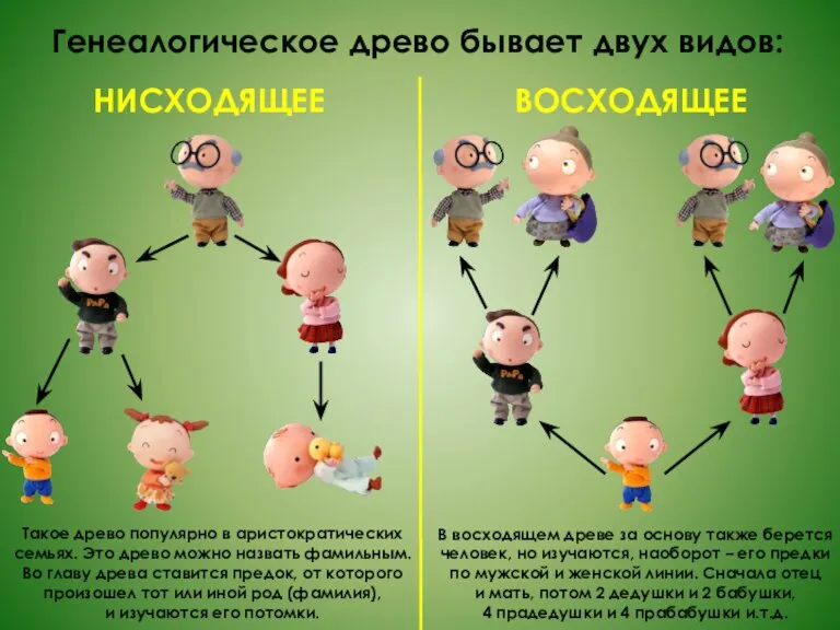 Генеалогическое древо бывает двух видов: НИСХОДЯЩЕЕ ВОСХОДЯЩЕЕ Такое древо популярно в аристократических