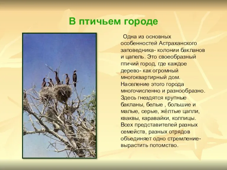 В птичьем городе Одна из основных особенностей Астраханского заповедника- колонии бакланов и