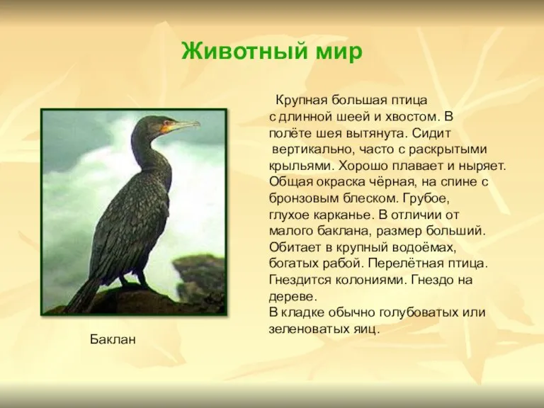 Животный мир Крупная большая птица с длинной шеей и хвостом. В полёте