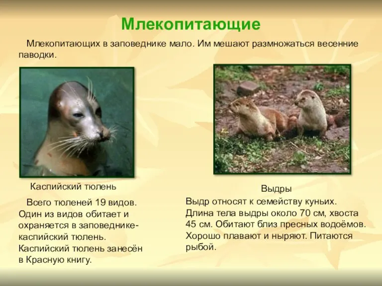 Млекопитающие Каспийский тюлень Выдры Всего тюленей 19 видов. Один из видов обитает