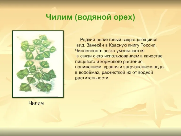 Чилим (водяной орех) Редкий реликтовый сокращающийся вид. Занесён в Красную книгу России.