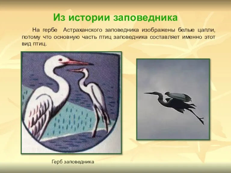 Из истории заповедника На гербе Астраханского заповедника изображены белые цапли, потому что