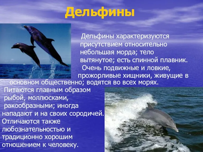 Дельфины Дельфины характеризуются присутствием относительно небольшая морда; тело вытянутое; есть спинной плавник.