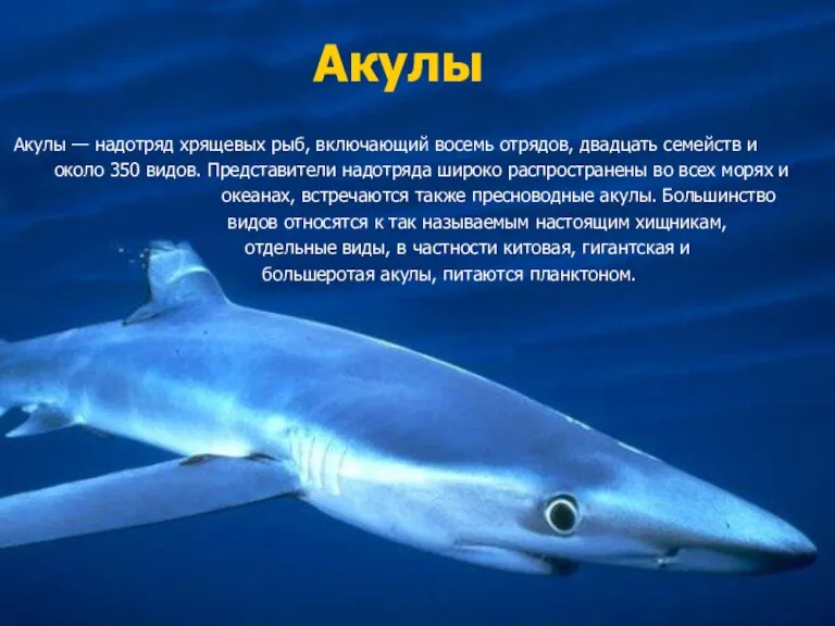 Акулы Акулы — надотряд хрящевых рыб, включающий восемь отрядов, двадцать семейств и