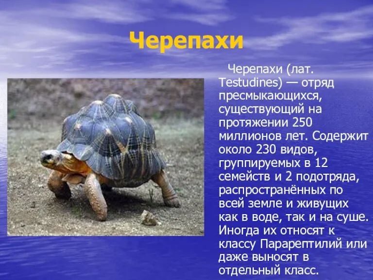 Черепахи Черепахи (лат. Testudines) — отряд пресмыкающихся, существующий на протяжении 250 миллионов