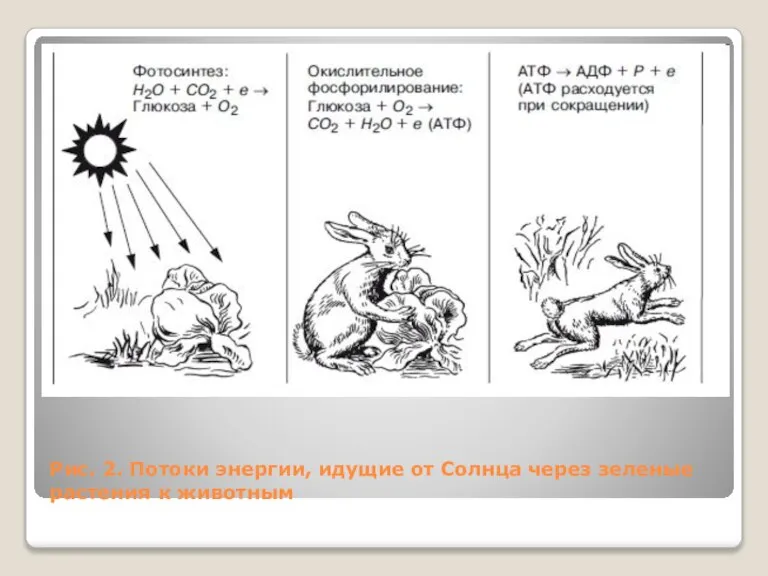 Рис. 2. Потоки энергии, идущие от Солнца через зеленые растения к животным