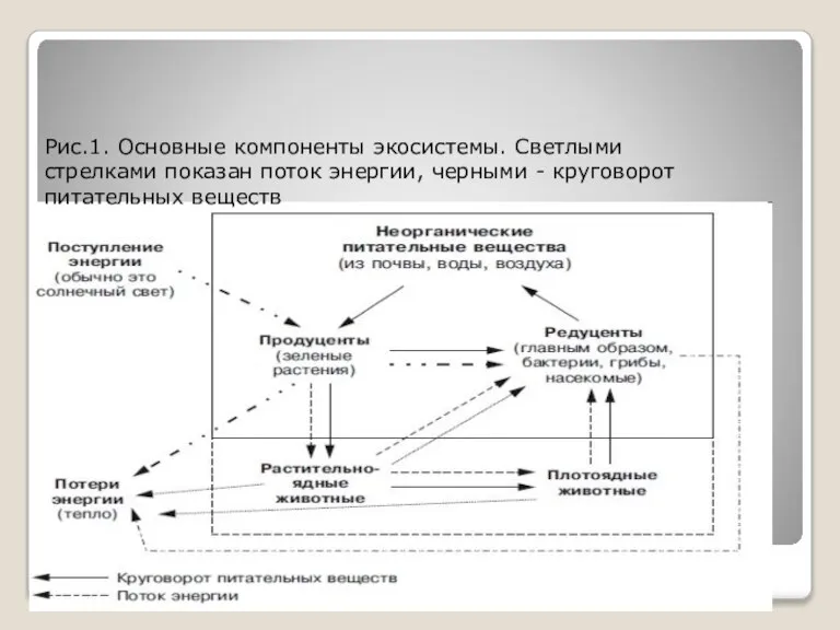 Рис.1. Основные компоненты экосистемы. Светлыми стрелками показан поток энергии, черными - круговорот питательных веществ