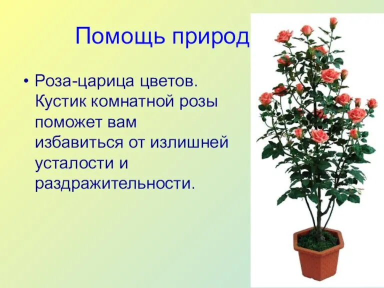 Помощь природы Роза-царица цветов. Кустик комнатной розы поможет вам избавиться от излишней усталости и раздражительности.