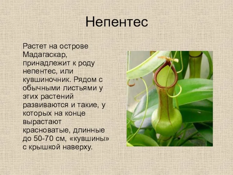 Непентес Растет на острове Мадагаскар, принадлежит к роду непентес, или кувшиночник. Рядом