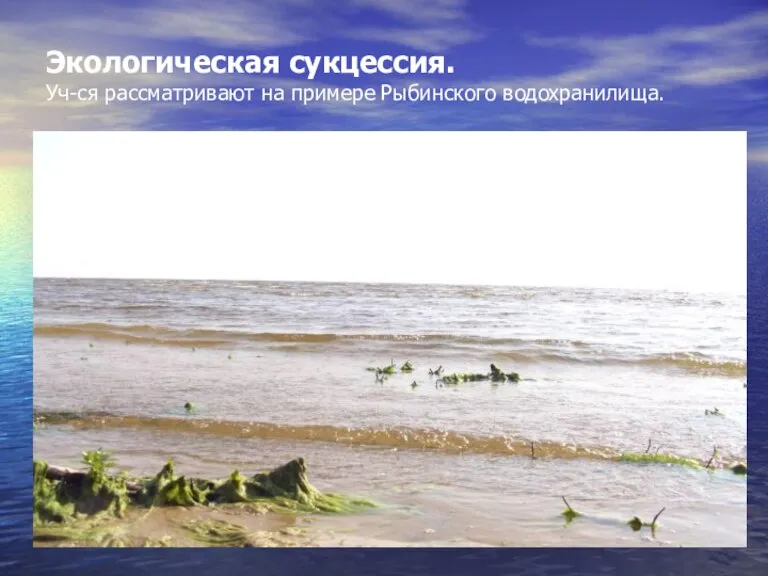 Экологическая сукцессия. Уч-ся рассматривают на примере Рыбинского водохранилища.
