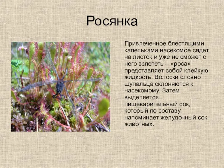 Росянка Привлеченное блестящими капельками насекомое сядет на листок и уже не сможет