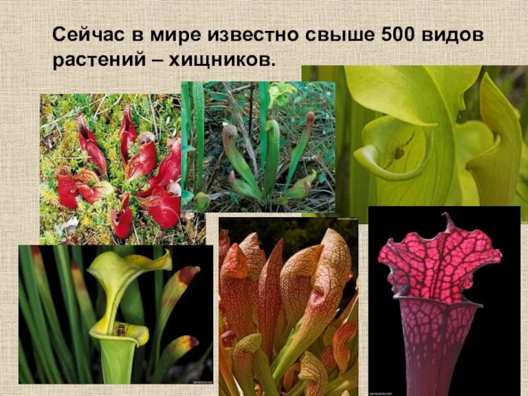 Сейчас в мире известно свыше 500 видов растений – хищников.