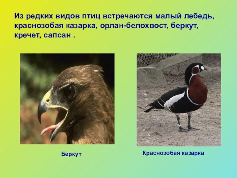Из редких видов птиц встречаются малый лебедь, краснозобая казарка, орлан-белохвост, беркут, кречет,